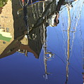 Harbour Reflection
